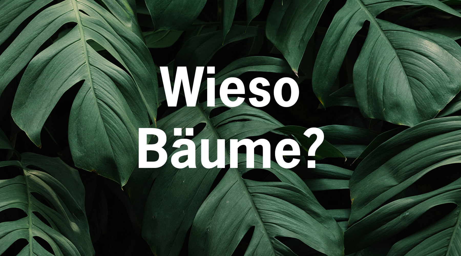 Wieso Bäume?